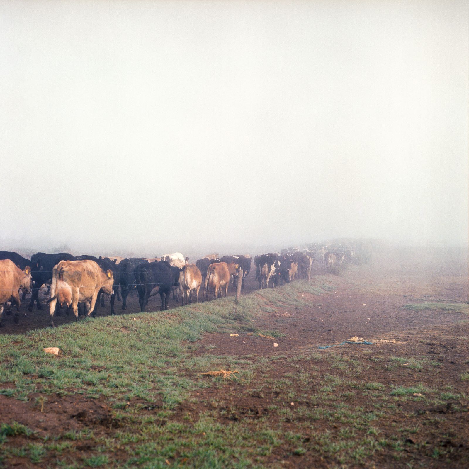 © Karoliina Kase - Modern dairy farmers commonly use cars, buggies or motorcycles to move the animals between the dairy and pastures.