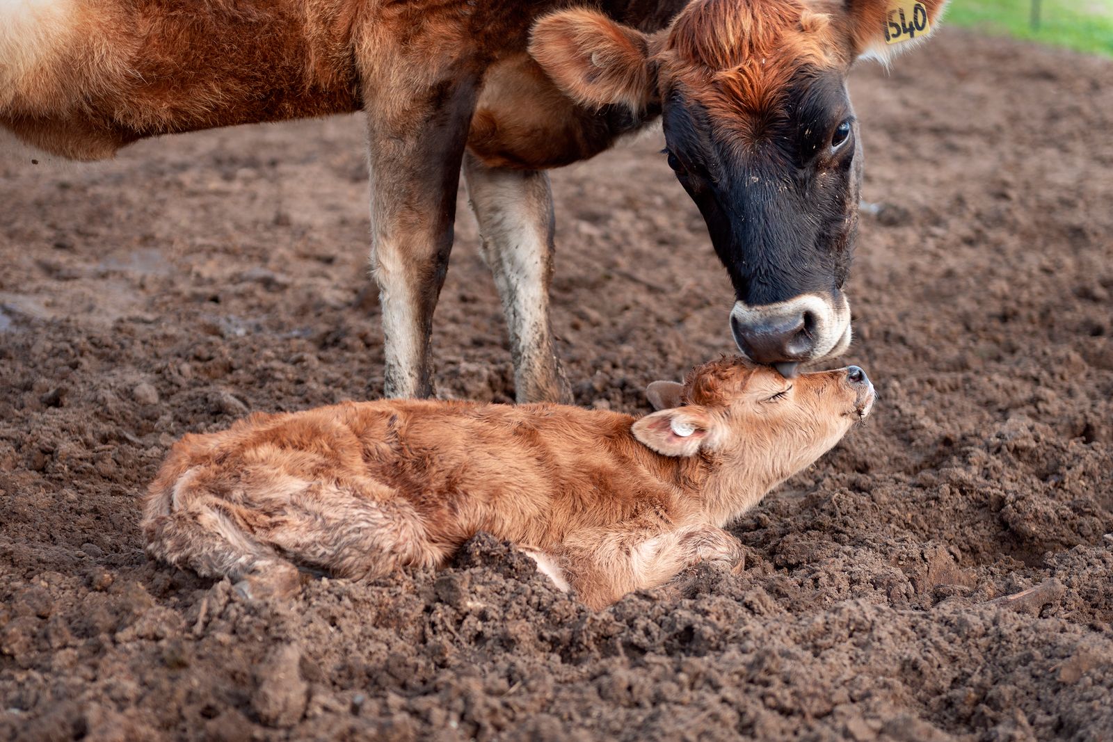 © Karoliina Kase - Image from the To All the Bobbies Out There photography project