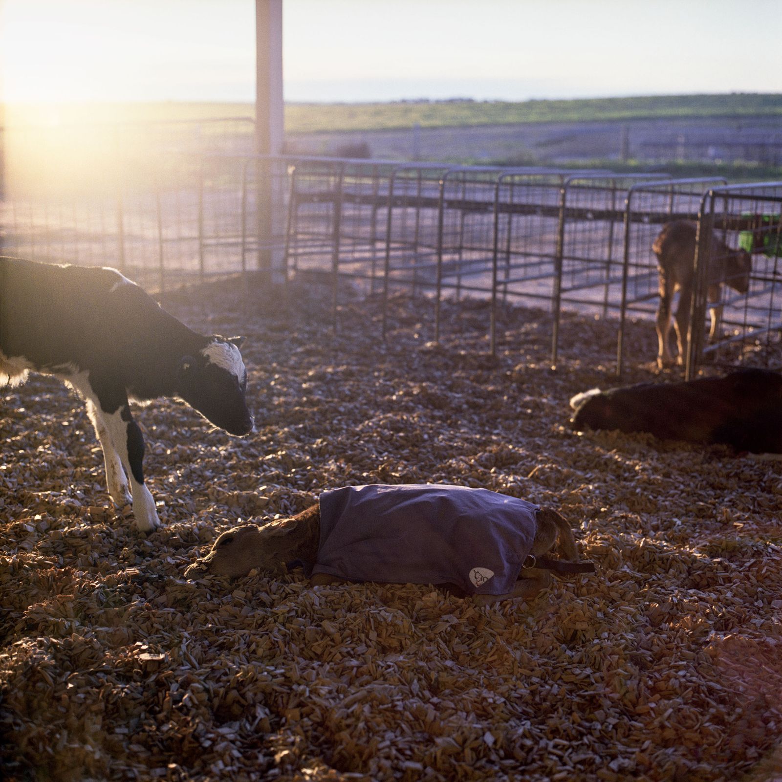 © Karoliina Kase - Image from the To All the Bobbies Out There photography project