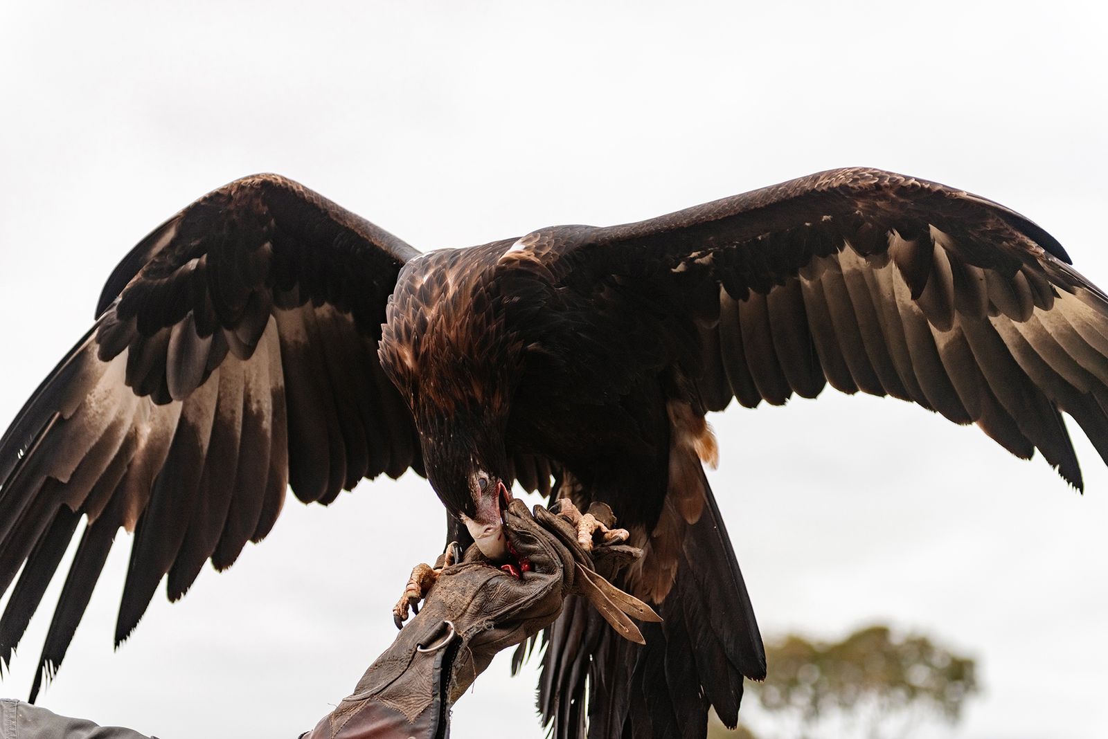 © Karoliina Kase - Image from the The Ravens Tell You Where the Dead Are photography project