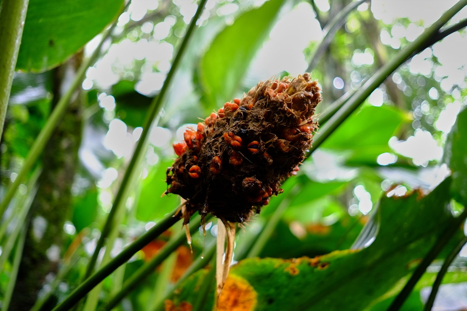 © Marc Van Lierde - Tortuguero, Costa Rica, 2018
