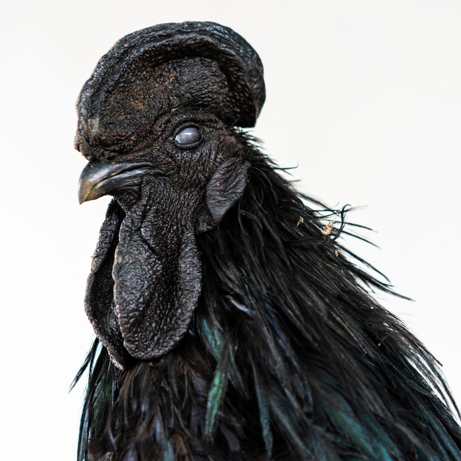 © Marc Aziz Ressang - The Black Chicken