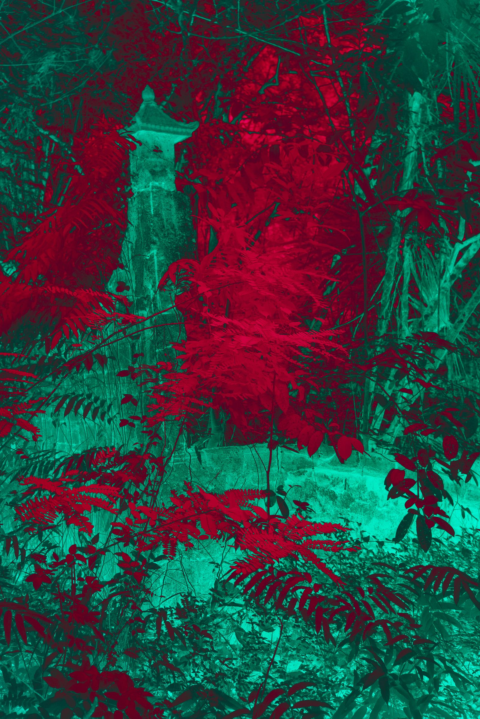 © Marc Aziz Ressang - Image from the Ayam Cemani (Black Chicken) photography project