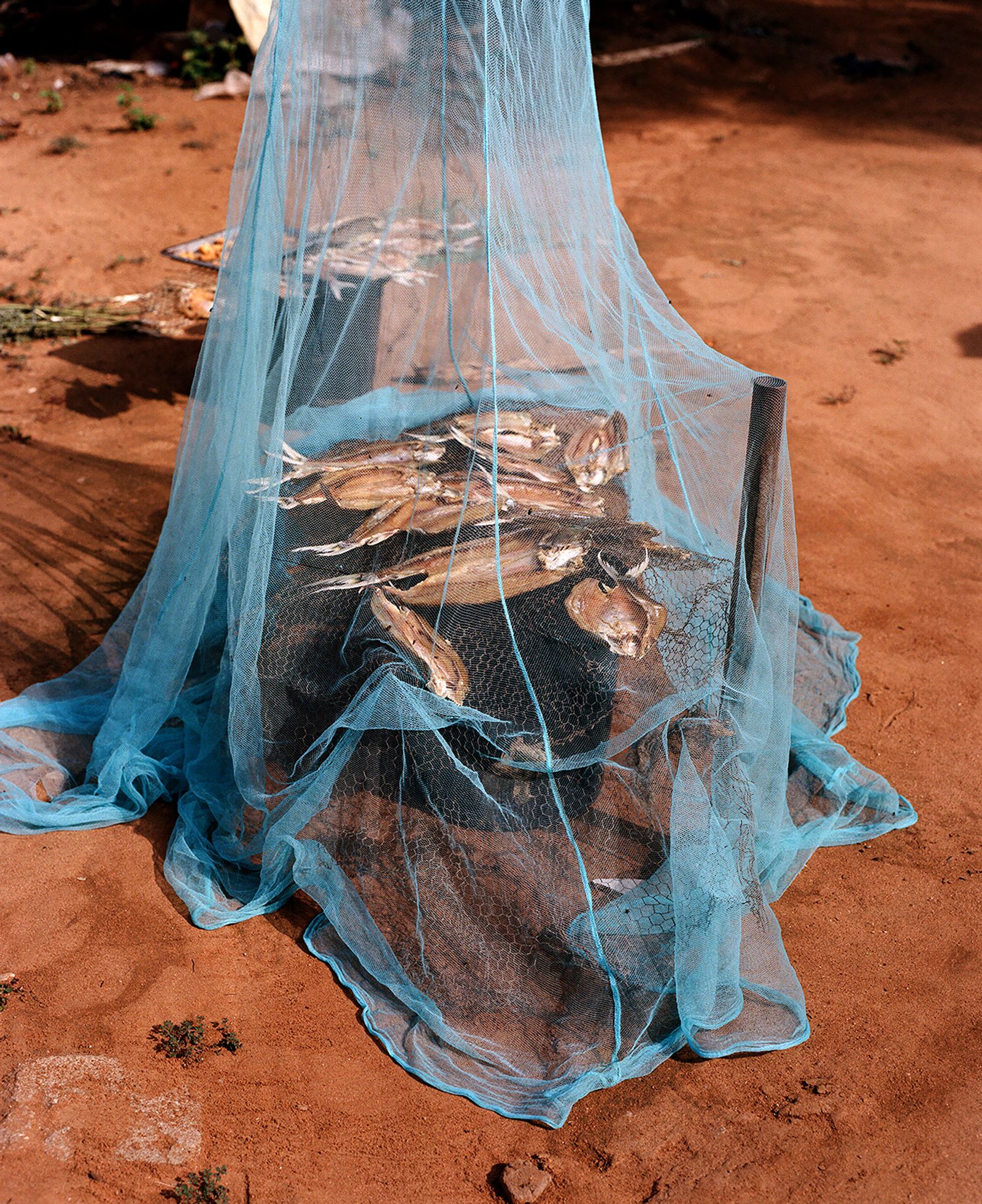 © Jono Terry - Maramba (barbel/catfish) drying under a mosquito net in NAUZ Charara Campsite compound.