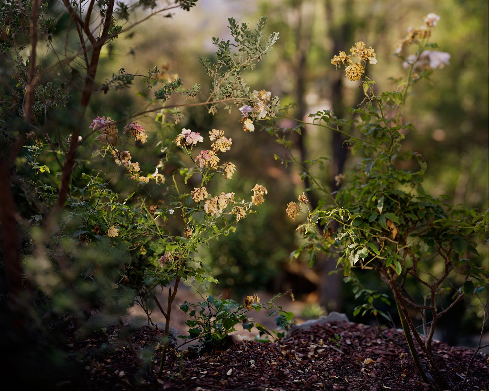 © Paloma Dooley - Image from the On Hills photography project