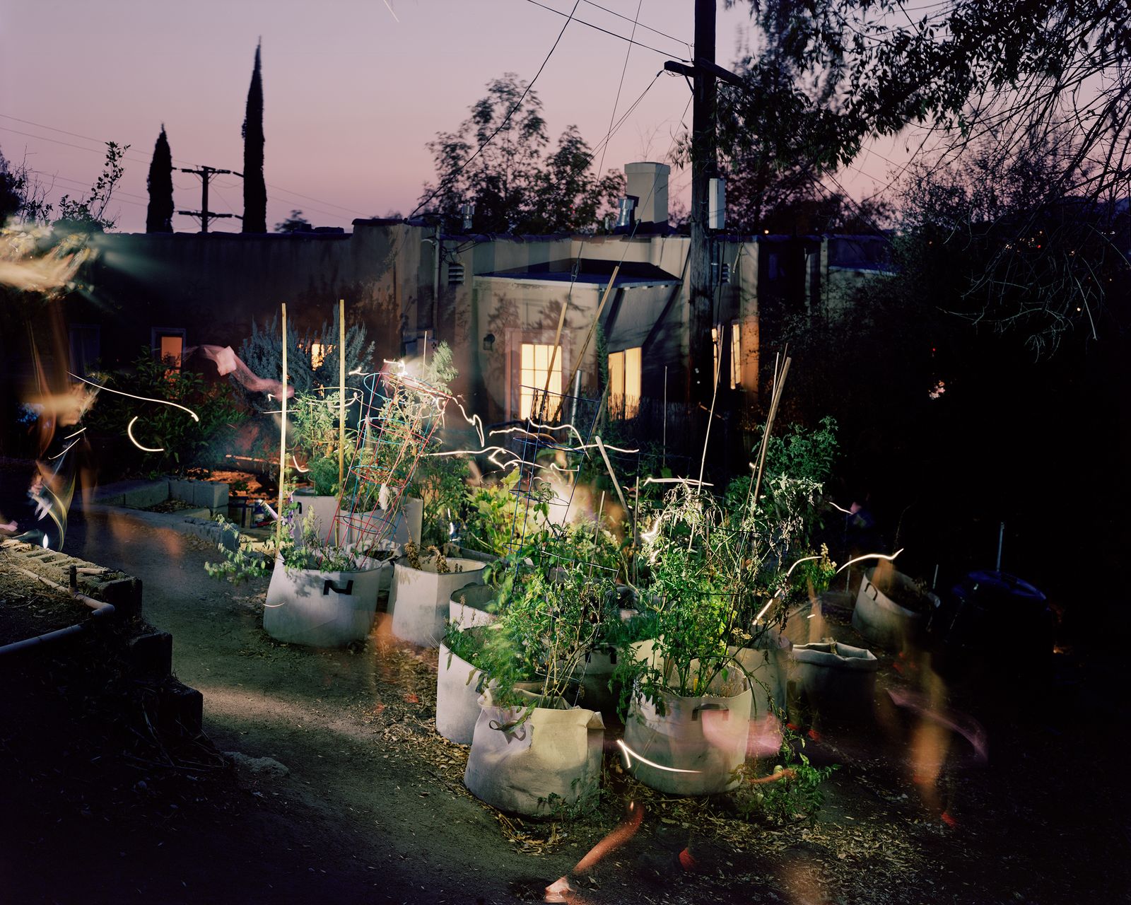 © Paloma Dooley - Watering My Plants at Night