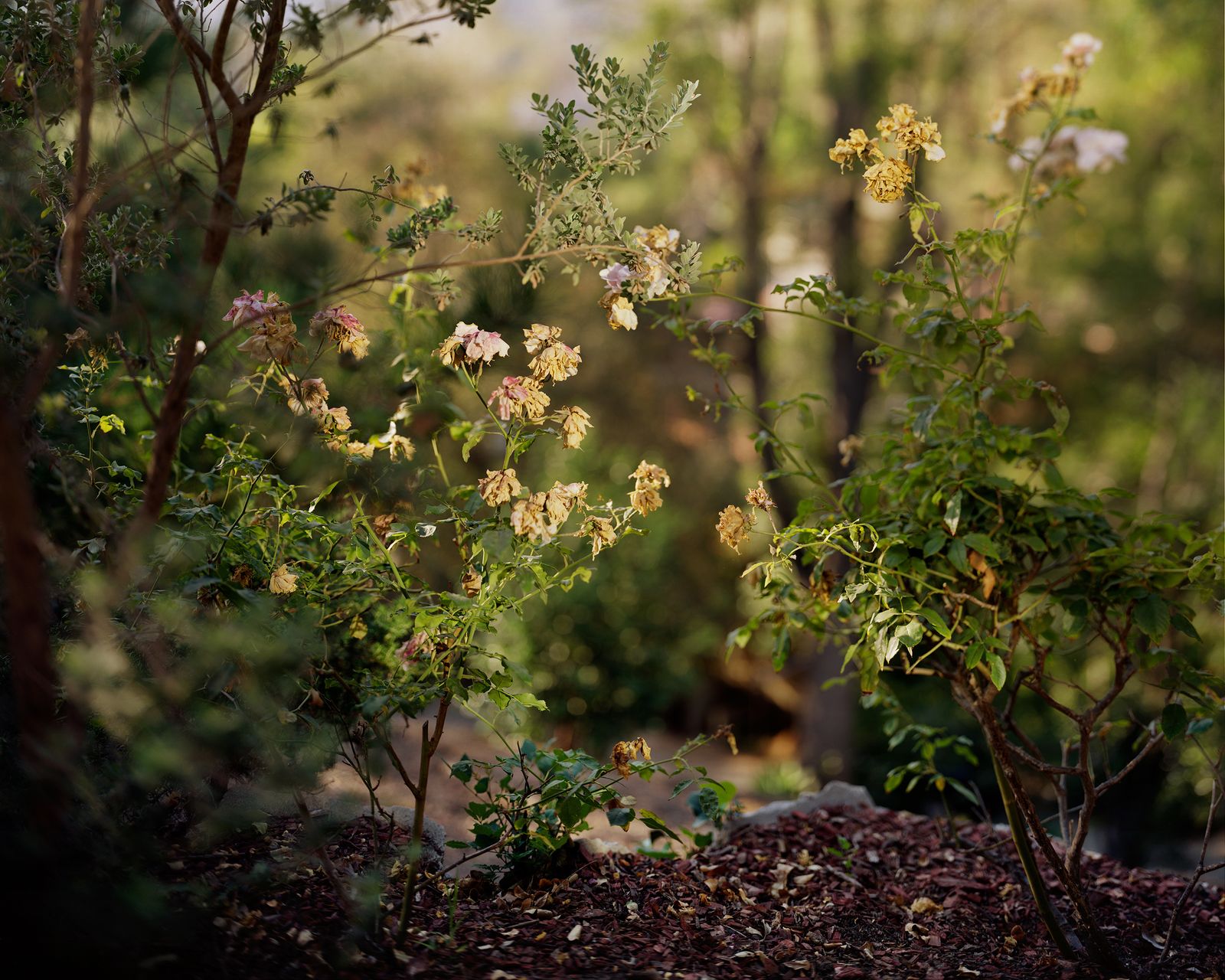 © Paloma Dooley - Dead Roses at Sunset