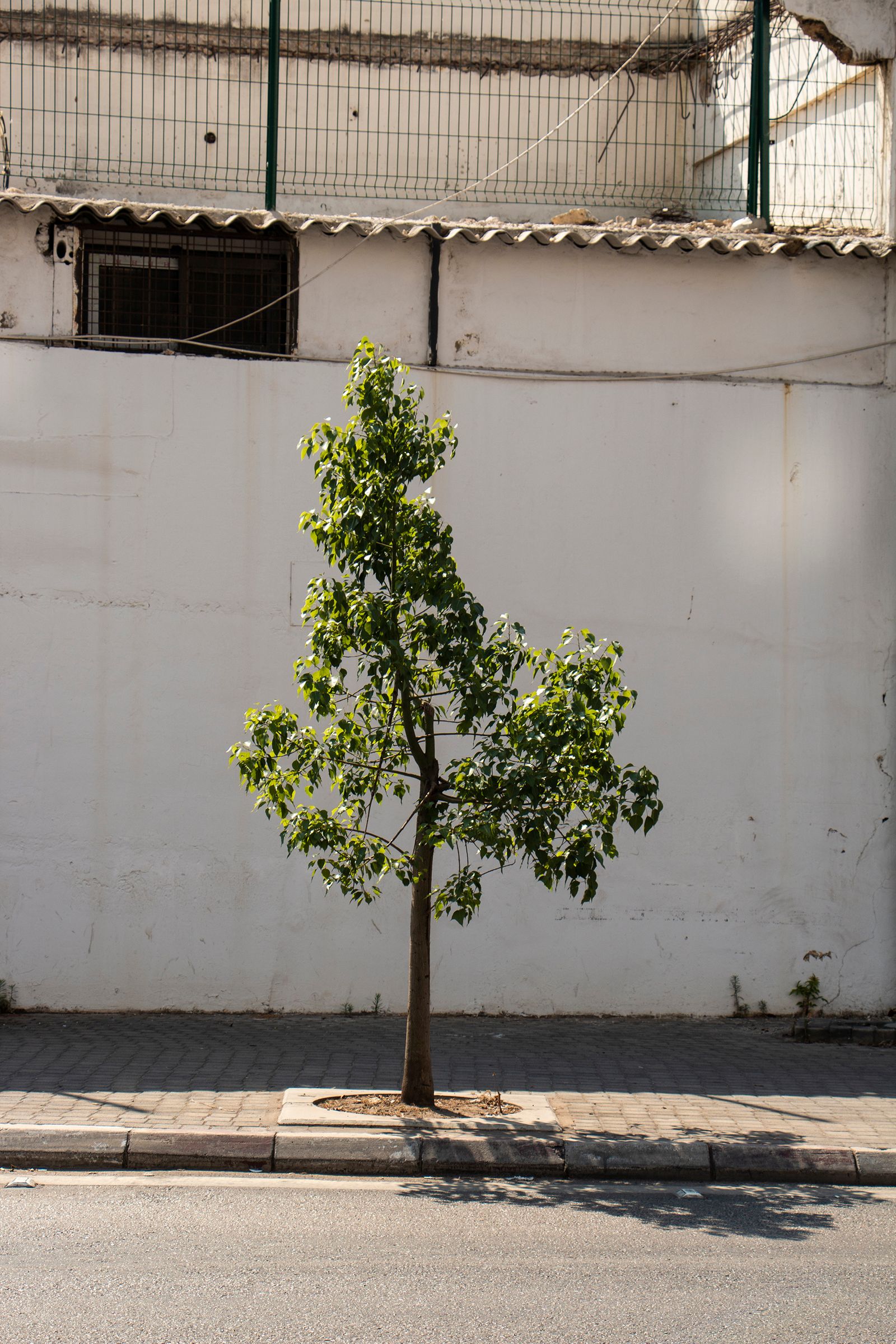 © Malak Wazne - Single Standing Tree | A single tree stands alone in the streets of Beirut, Lebanon.