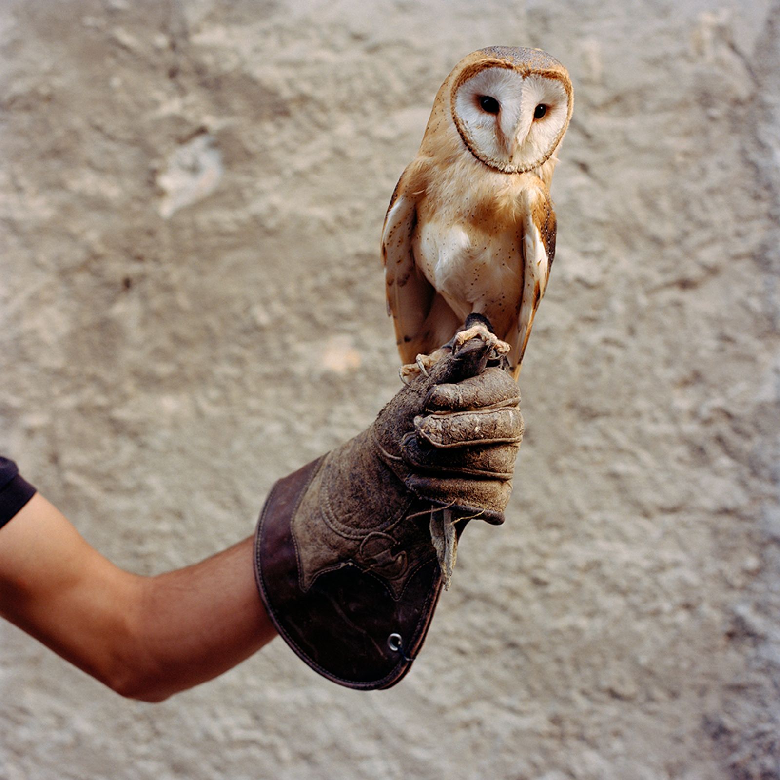 © Sandrine Lagnaz - La chouette effraie, fauconnerie de Saillon. The owl "effraie", Saillon's falconry.