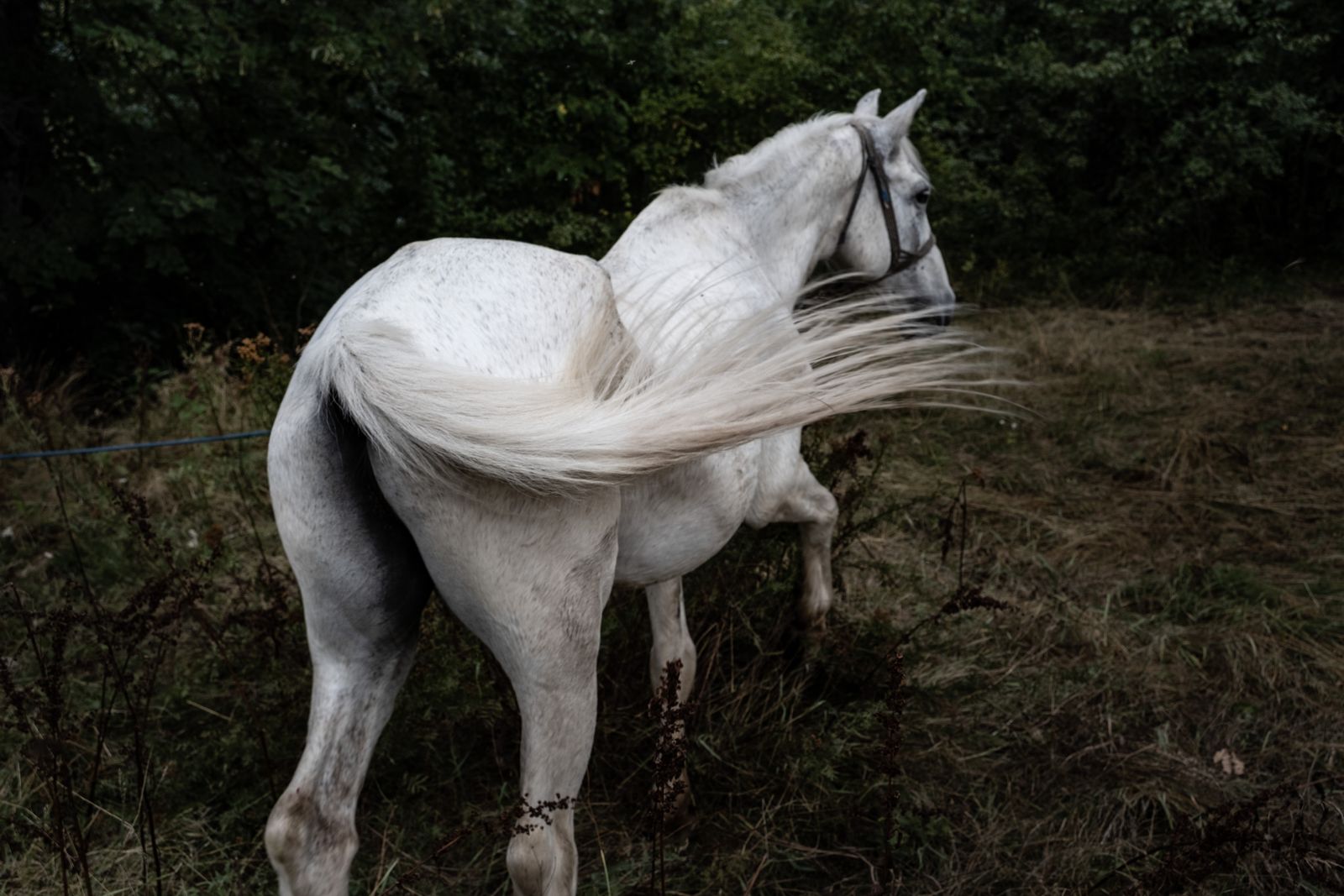 © Jana Hunterová - Zašle, North Makedonia (13.8. 2022) Horses live here wildly and in harmony with nature.