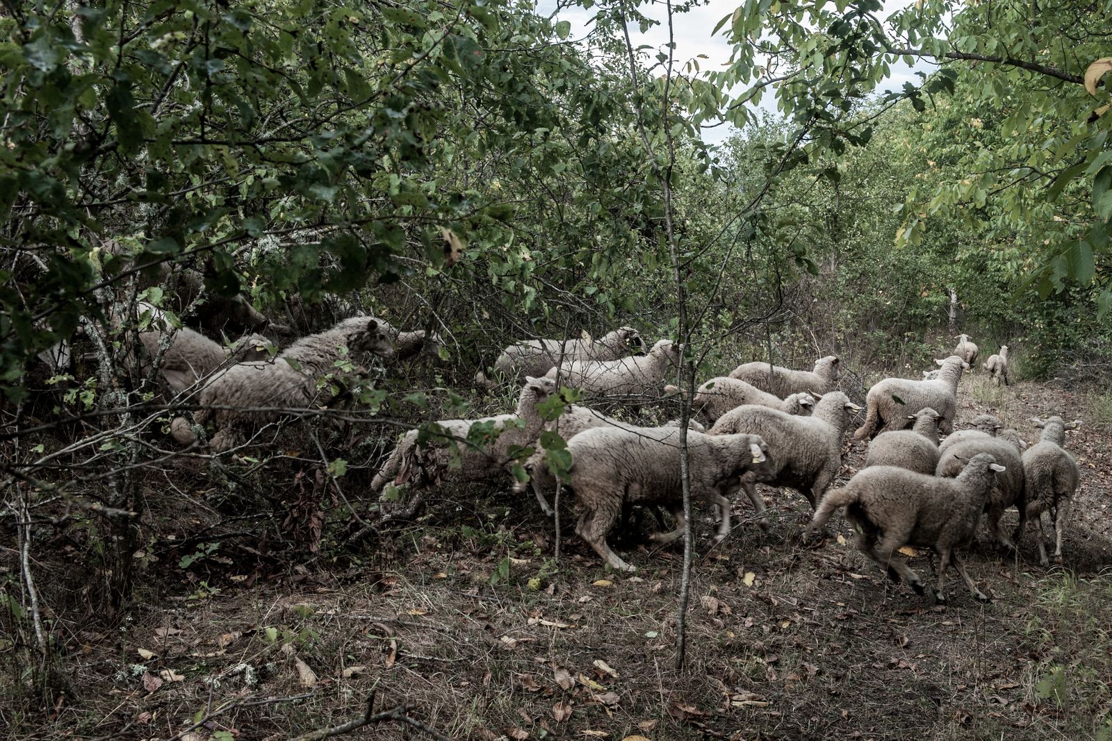 © Jana Hunterová - Flock of sheep, Sloestica, Macedonia (12.9. 2013) Sheep graze in uncared plantations and gardens.