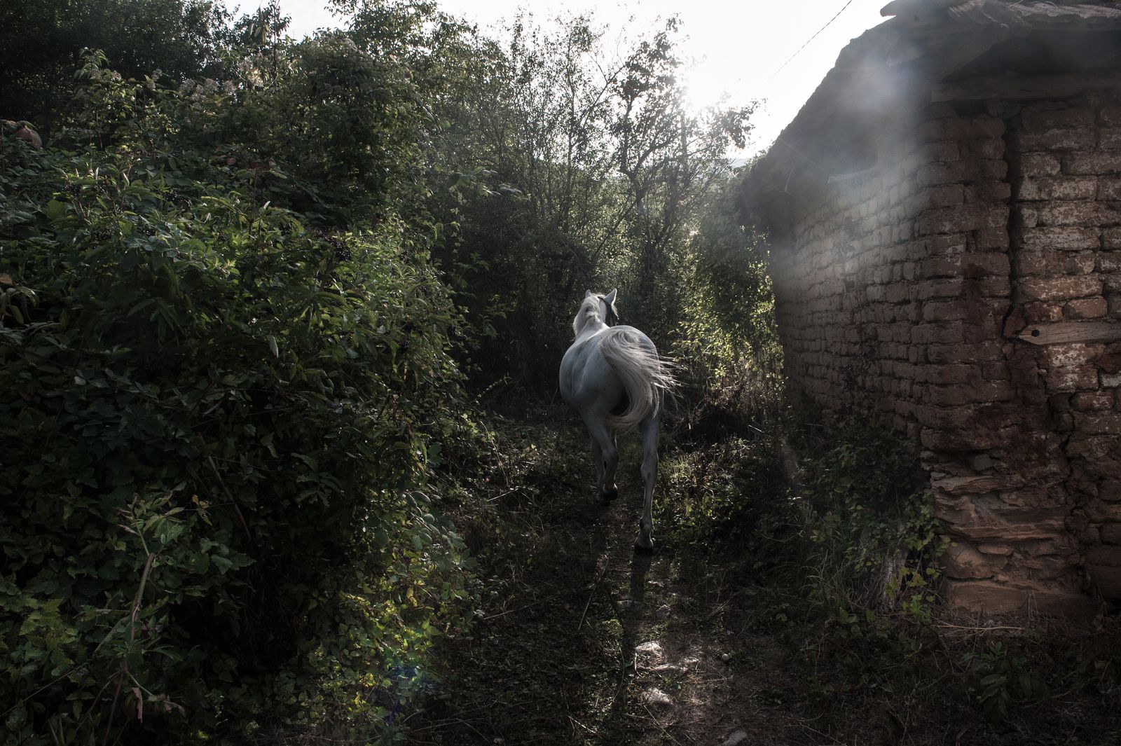 © Jana Hunterová - Wild horse, Sloestica, Macedonia (15.9. 2013) Horses run through a deserted and overgrown village.