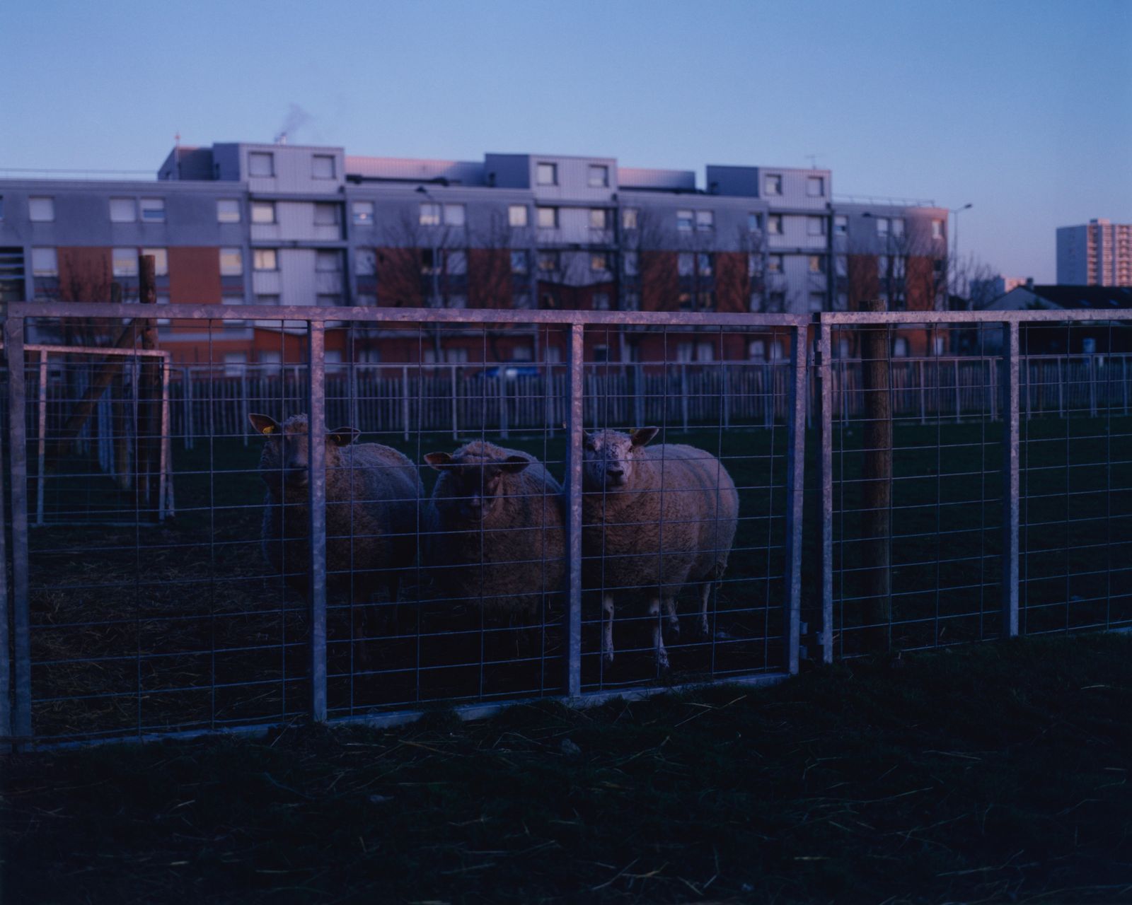 © Alexandre Silberman - Three sheep in their enclosure // Gally farm - Saint-Denis // February 2020