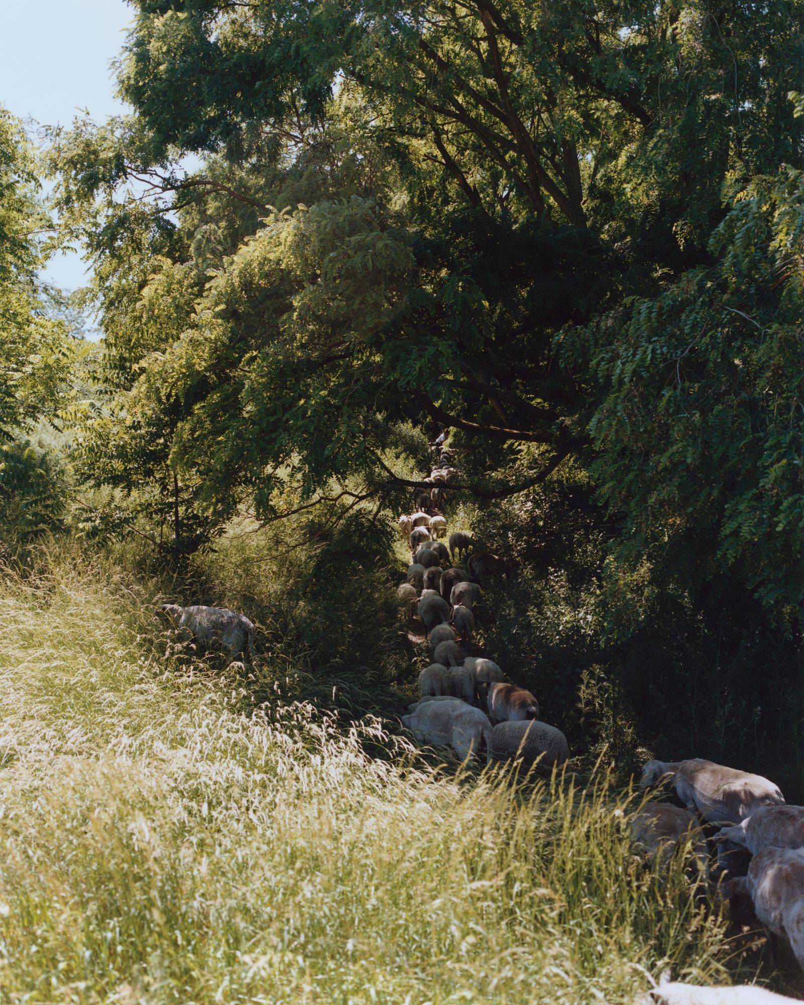 © Alexandre Silberman - Sheep out // Georges-Valbon Park - La Courneuve // May 2020