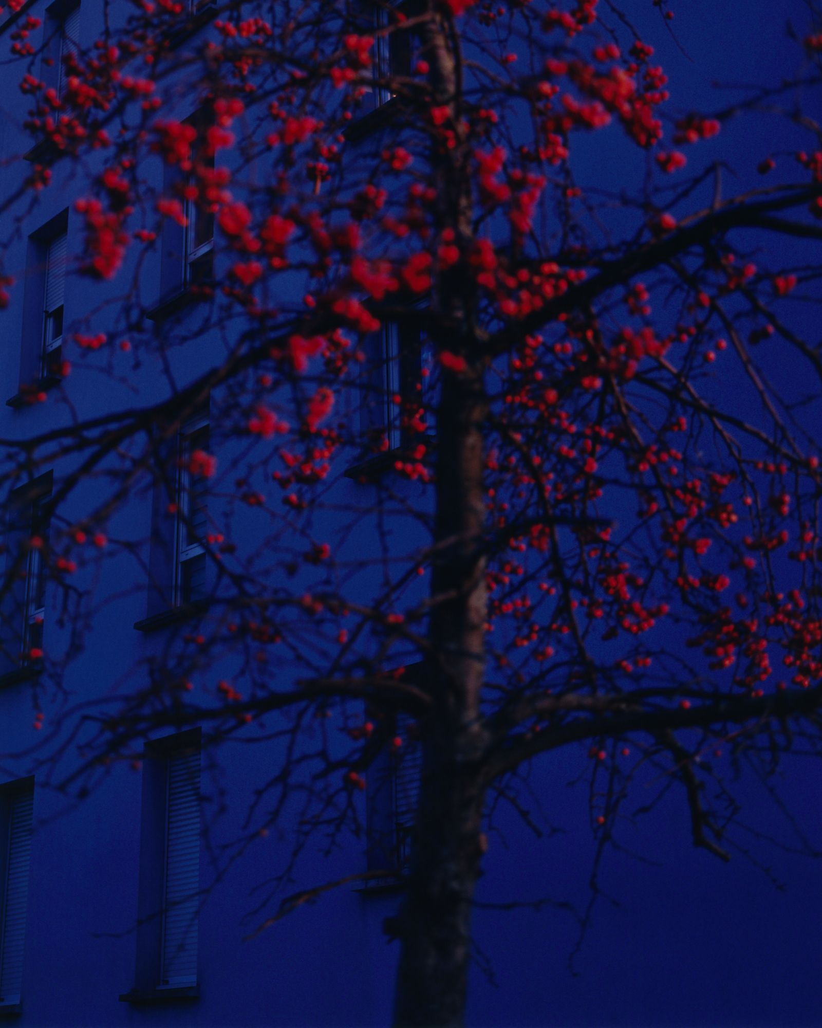 © Alexandre Silberman - The front tree // Aubervilliers // December 2019