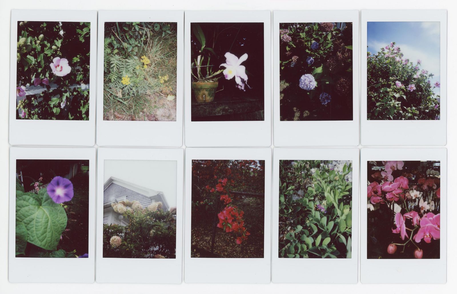© RACHEL TREIDE - "A Minute Fraction of All the Flowers I've Ever Seen," photographs 71-80