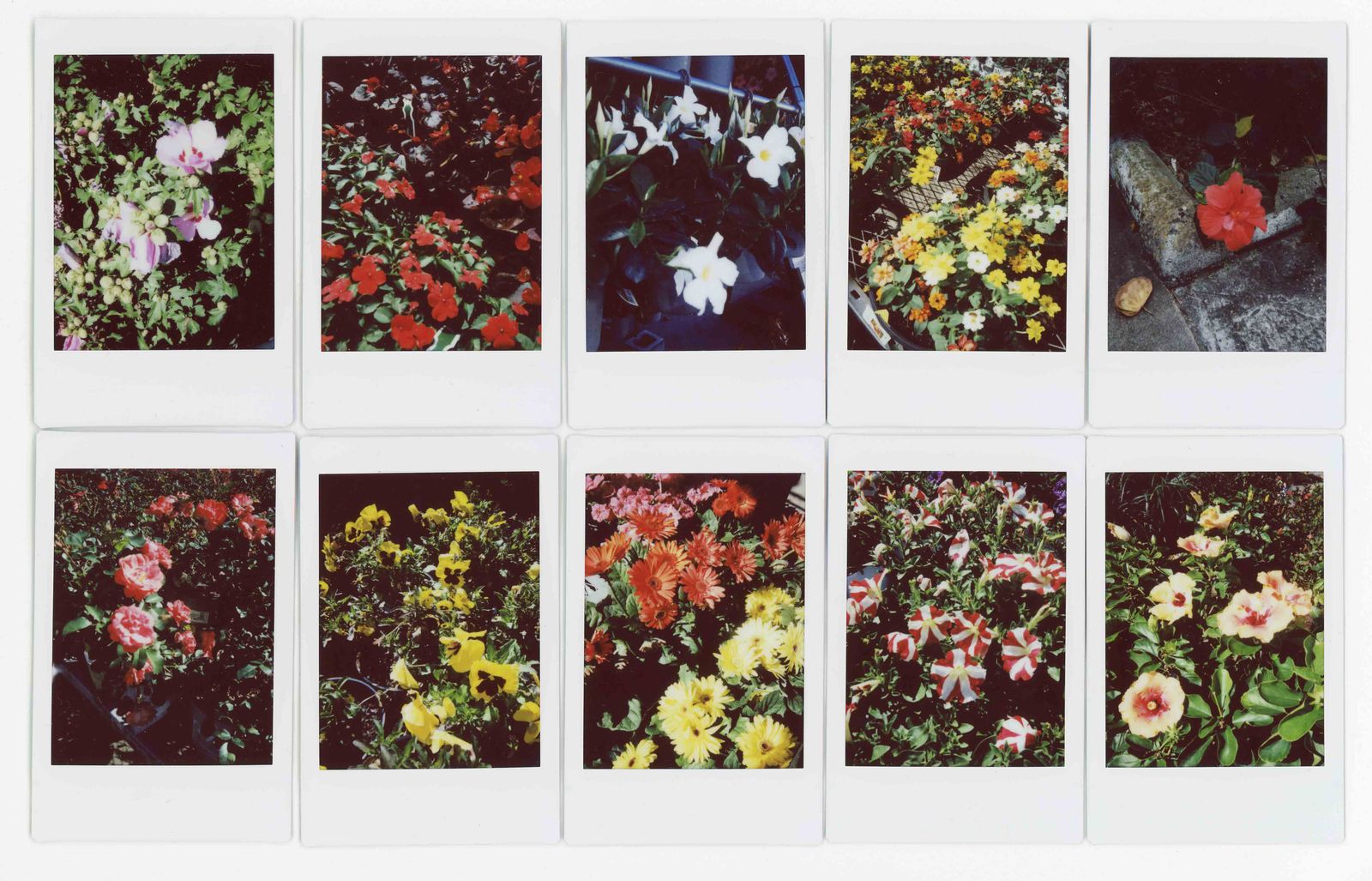 © RACHEL TREIDE - "A Minute Fraction of All the Flowers I've Ever Seen," photographs 121-130