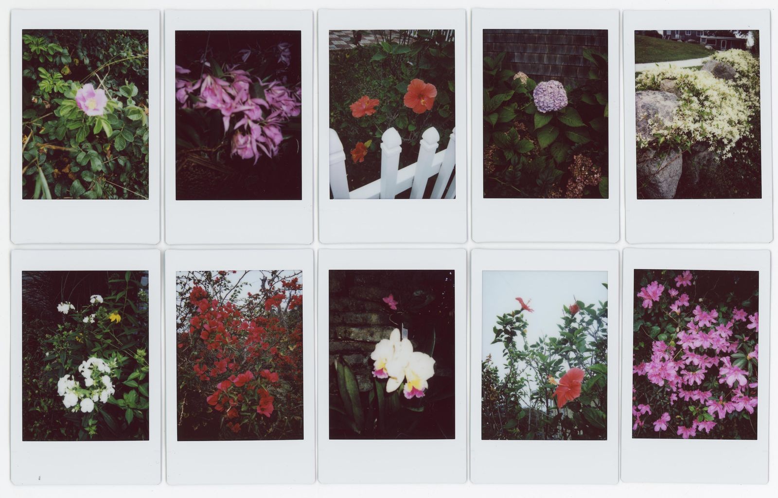 © RACHEL TREIDE - "A Minute Fraction of All the Flowers I've Ever Seen," photographs 31-40