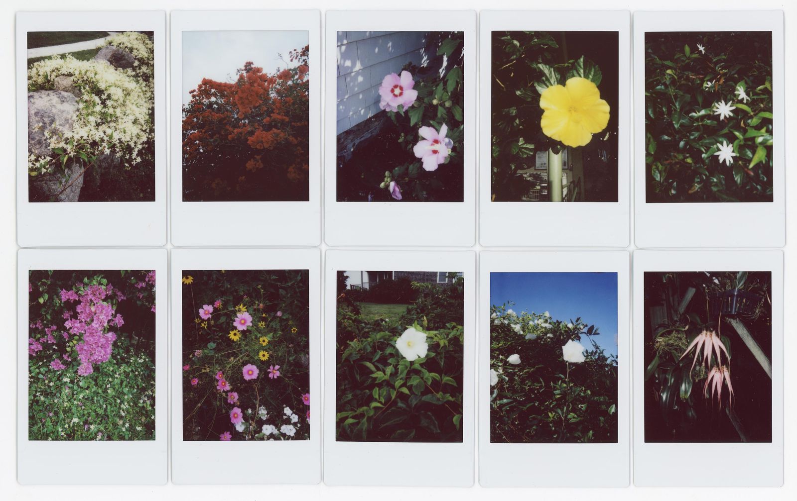 © RACHEL TREIDE - "A Minute Fraction of All the Flowers I've Ever Seen," photographs 91-100