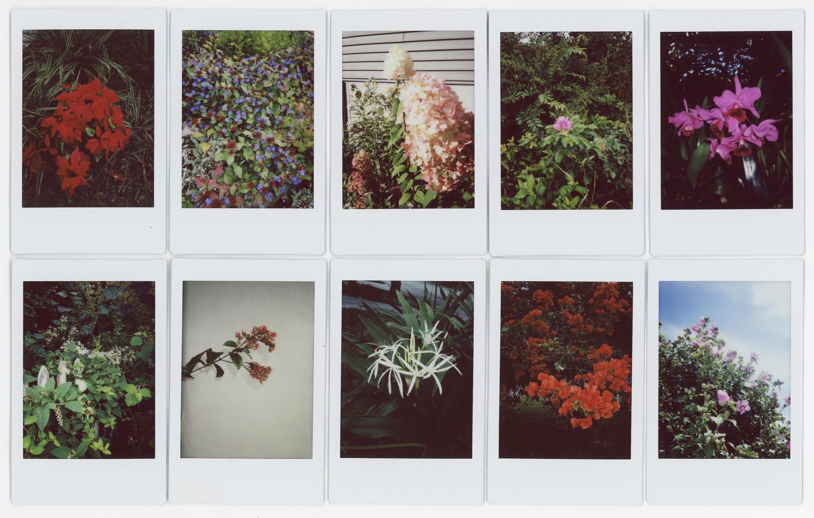 © RACHEL TREIDE - "A Minute Fraction of All the Flowers I've Ever Seen," photographs 21-30