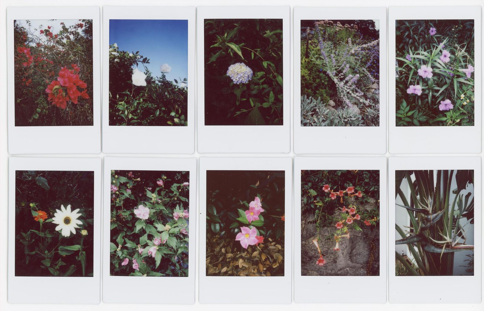 © RACHEL TREIDE - "A Minute Fraction of All the Flowers I've Ever Seen," photographs 11-20