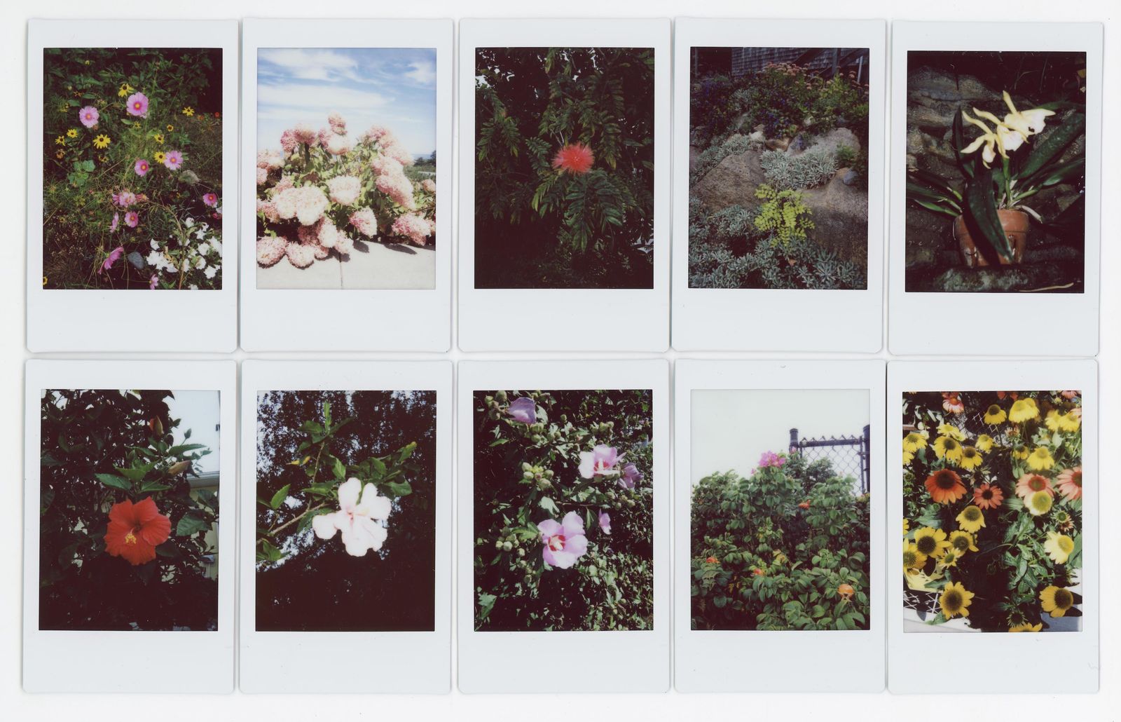 © RACHEL TREIDE - "A Minute Fraction of All the Flowers I've Ever Seen," photographs 61-70