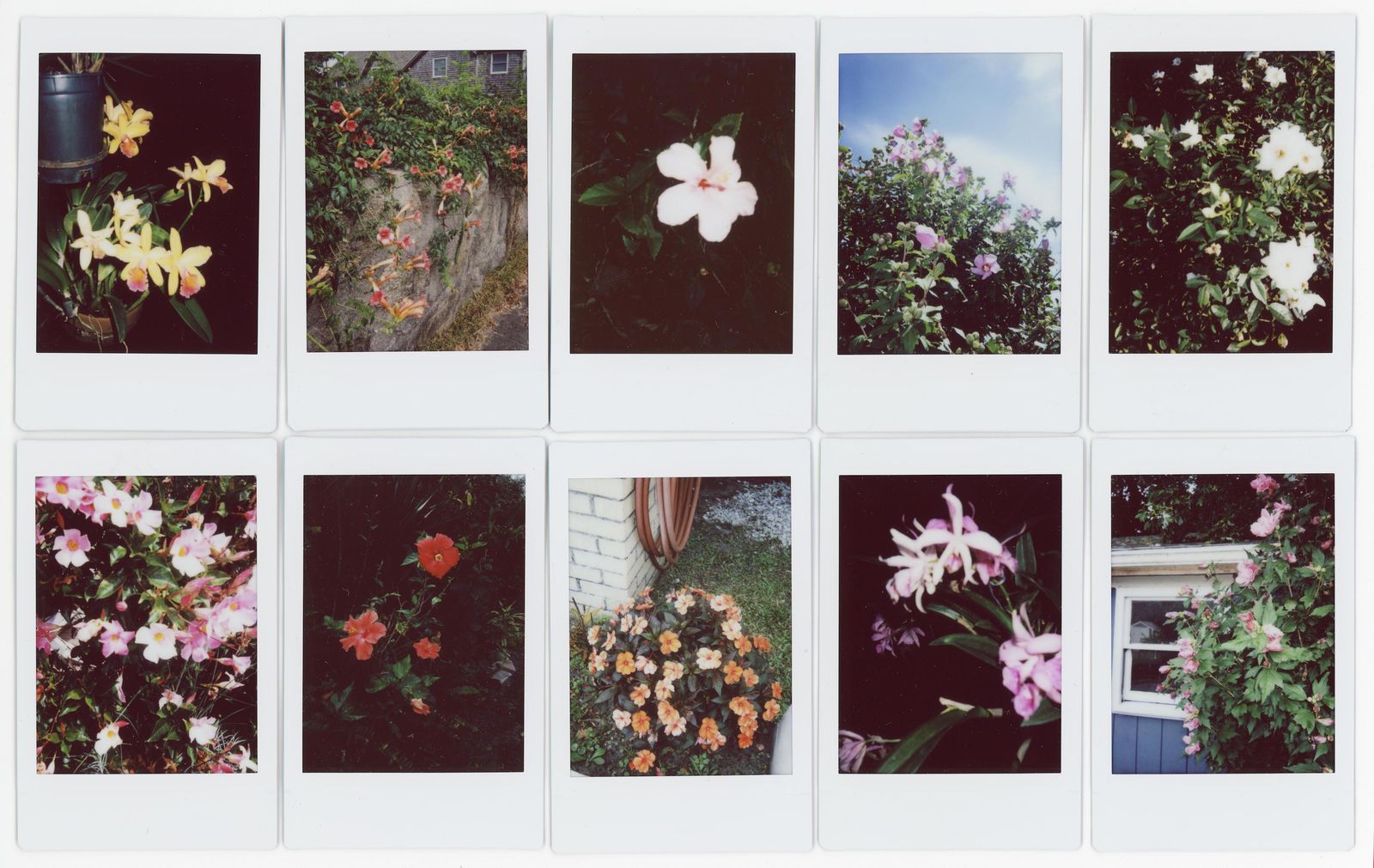 © RACHEL TREIDE - "A Minute Fraction of All the Flowers I've Ever Seen," photographs 41-50