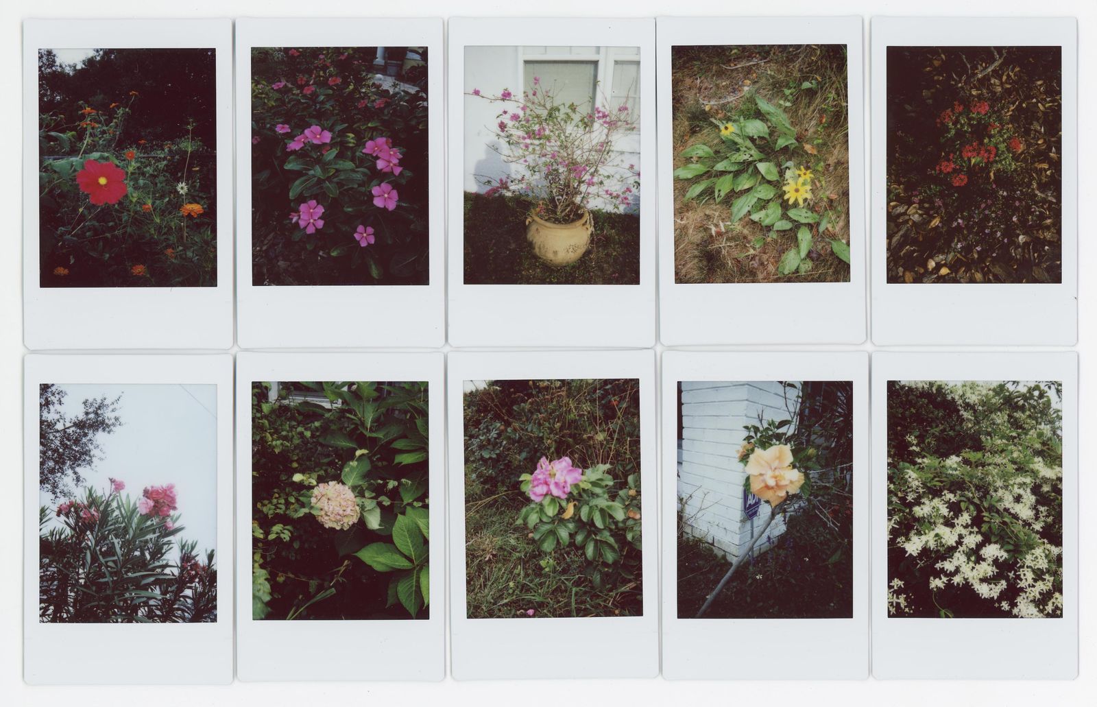 © RACHEL TREIDE - "A Minute Fraction of All the Flowers I've Ever Seen," photographs 81-90