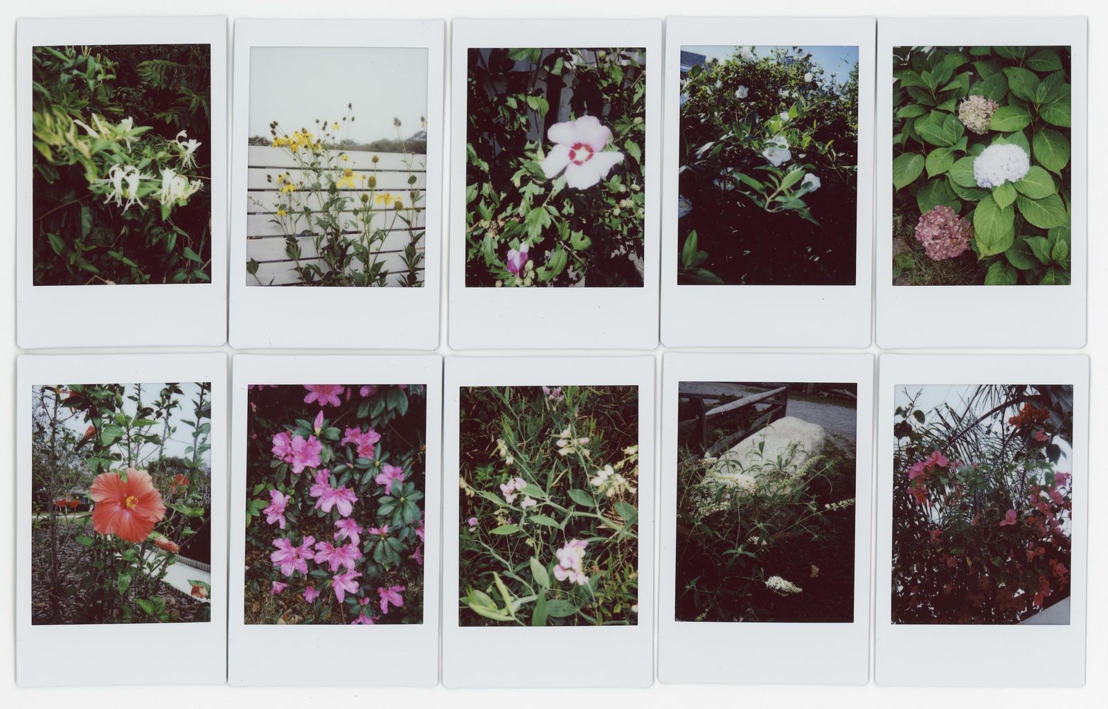 © RACHEL TREIDE - "A Minute Fraction of All the Flowers I've Ever Seen," photographs 101-110