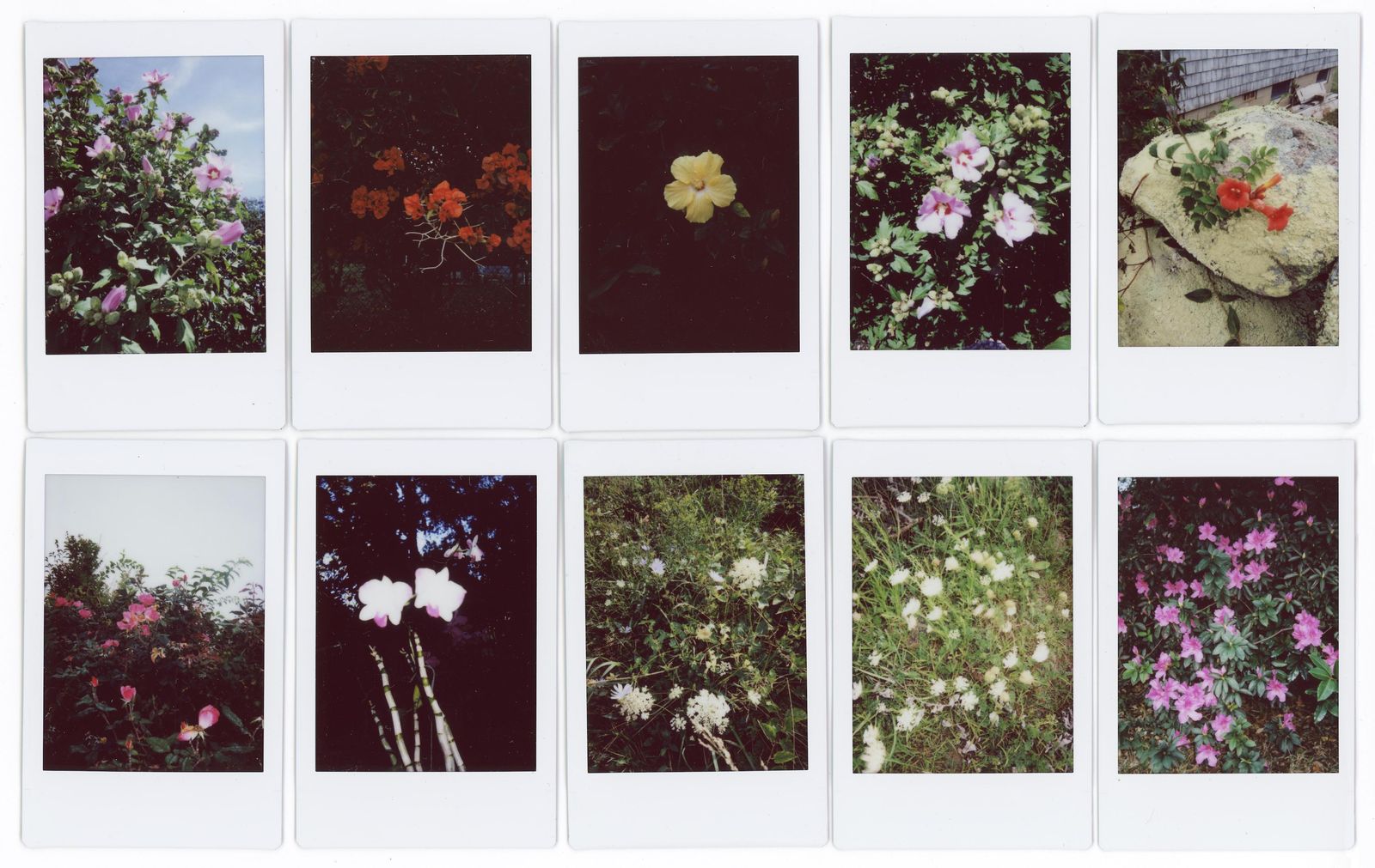 © RACHEL TREIDE - "A Minute Fraction of All the Flowers I've Ever Seen," photographs 1-10