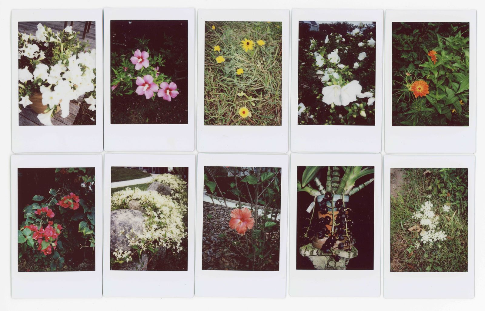 © RACHEL TREIDE - "A Minute Fraction of All the Flowers I've Ever Seen," photographs 111-120