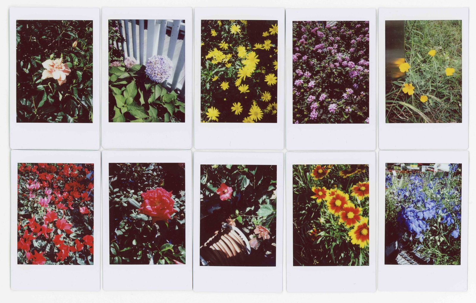 © RACHEL TREIDE - "A Minute Fraction of All the Flowers I've Ever Seen," photographs 131-140