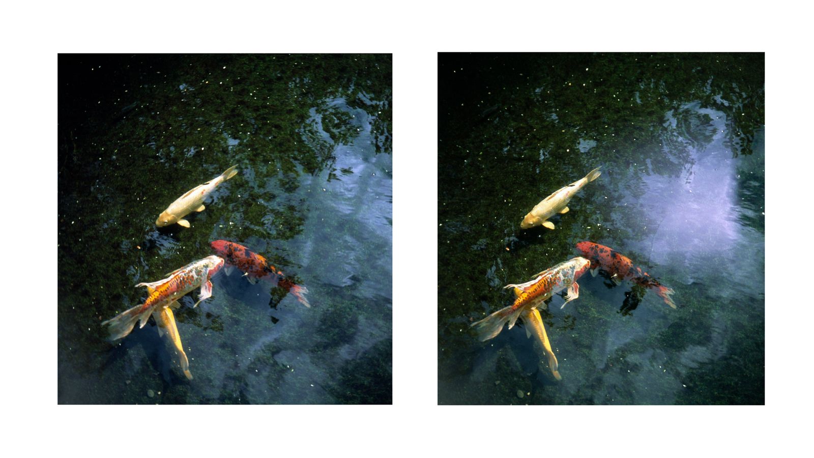 © RACHEL TREIDE - Stereograph by Rachel Treide: "Miami Koi," 2018 (to view this image in 3D, use the stereo freeview method)