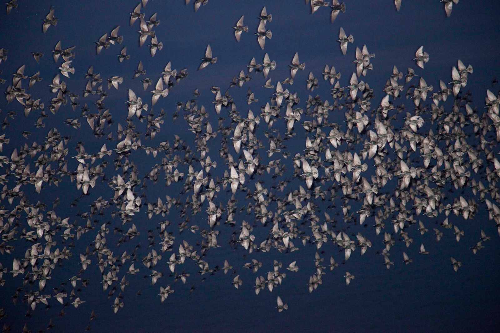 © Rinko Kawauchi, from the series Halo