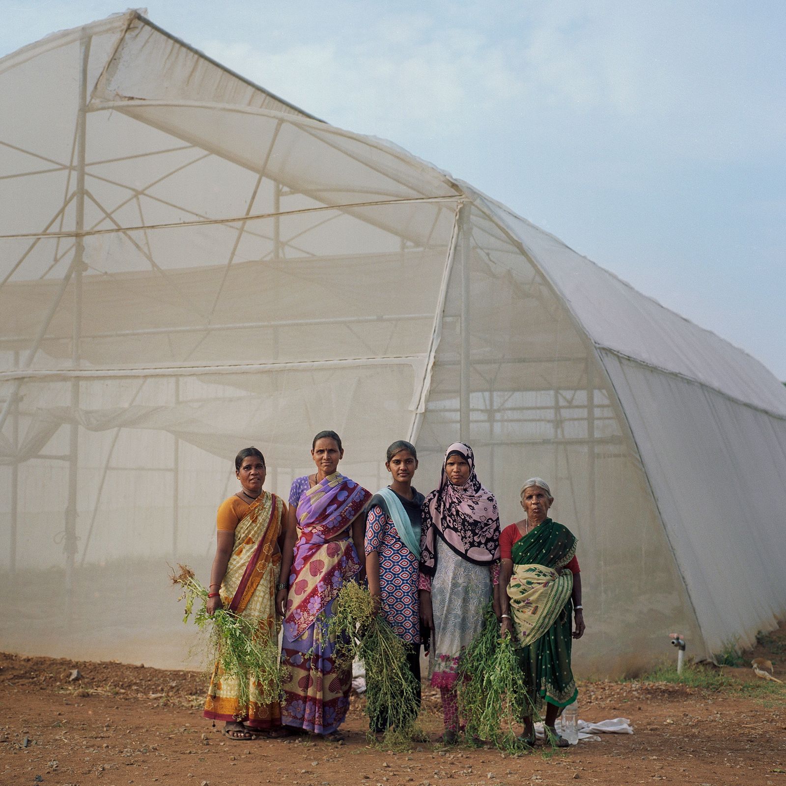 The Alternative Greenhouses Revolutionising Indian Agriculture