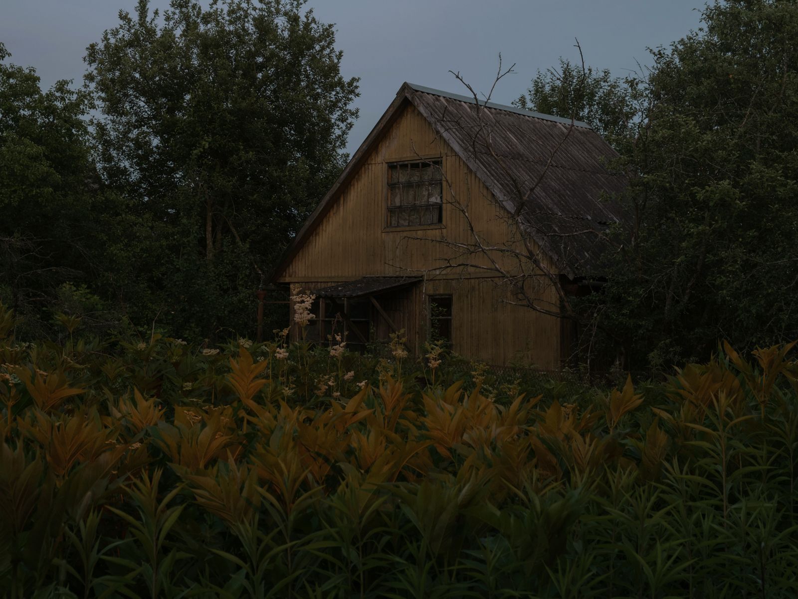 © Elena Taganova - Image from the Shadows of the Summer Wind photography project