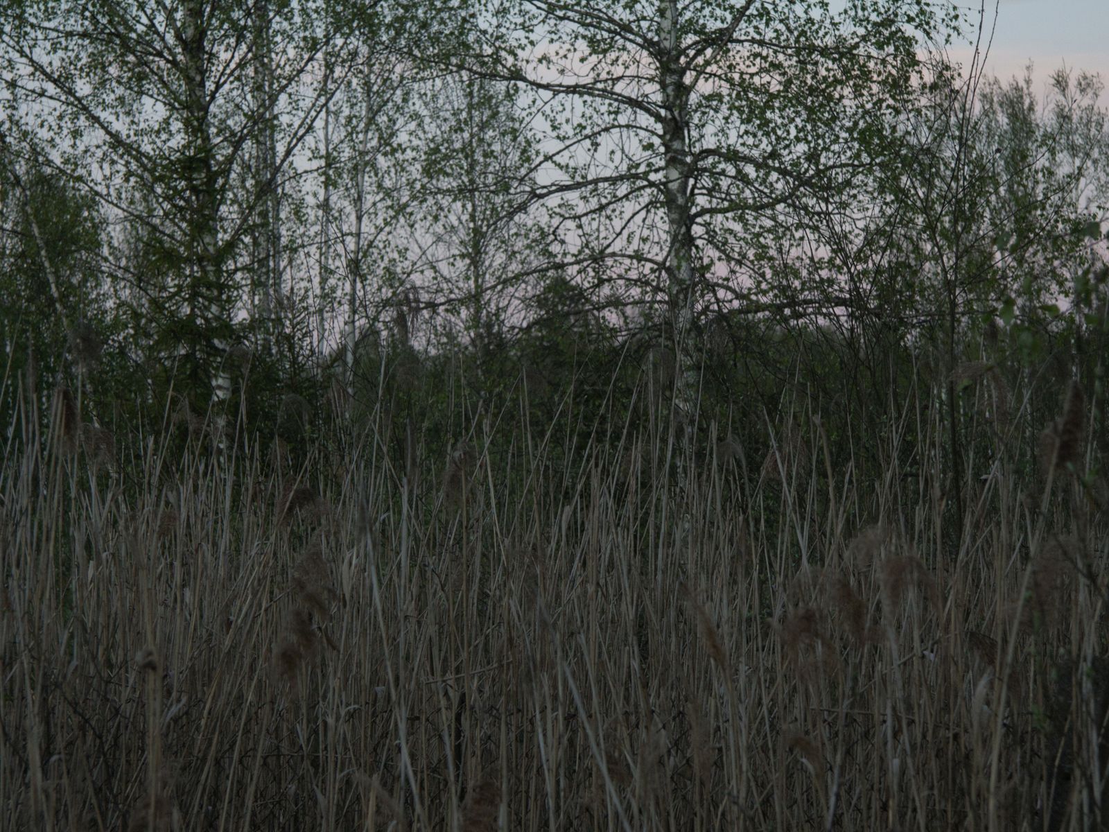 © Elena Taganova - Image from the Shadows of the Summer Wind photography project