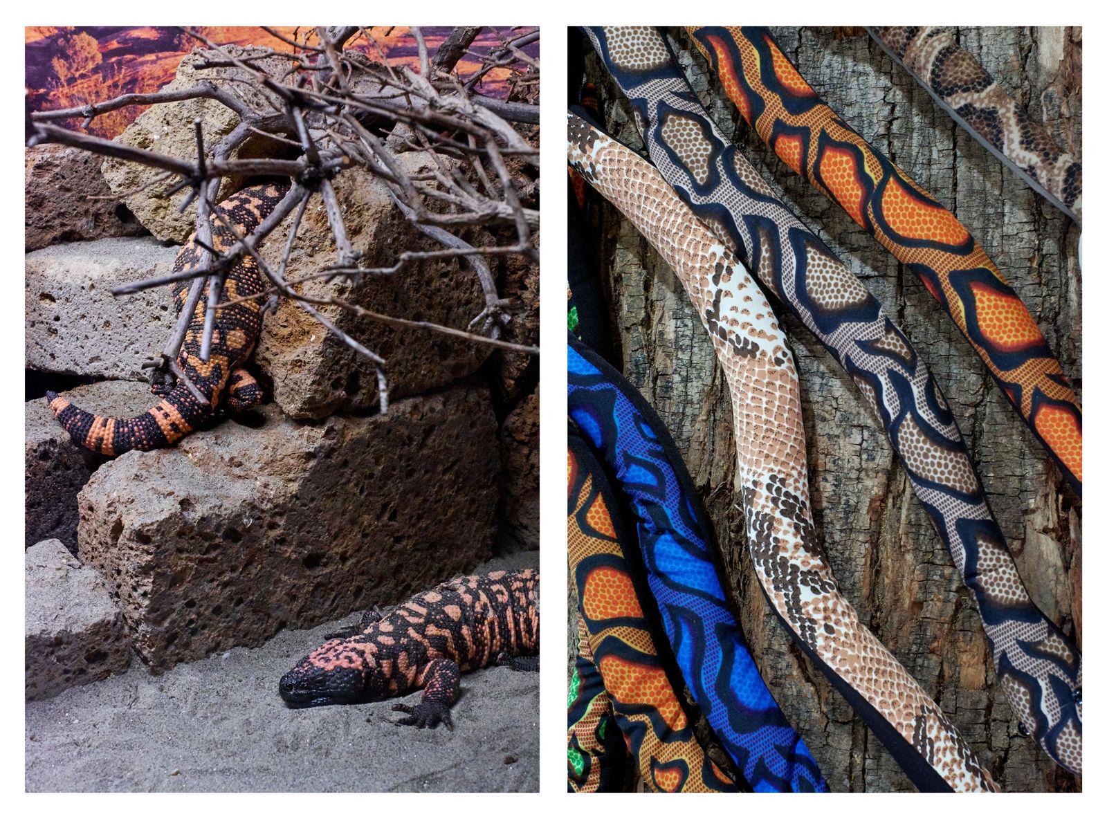 © Clelia Cadamuro - Image from the Animabilia photography project