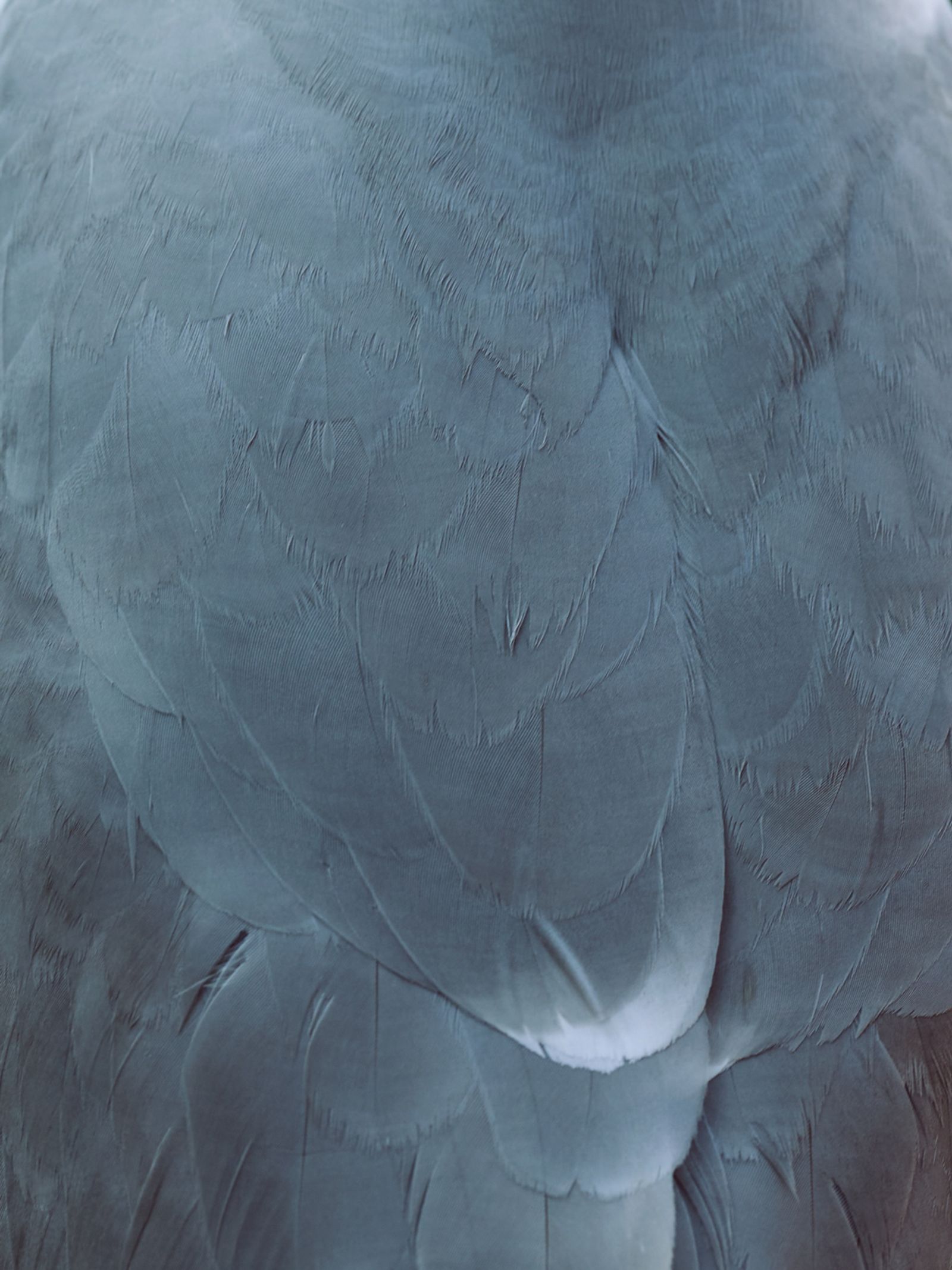© Clelia Cadamuro - Image from the Acts of synantropism photography project