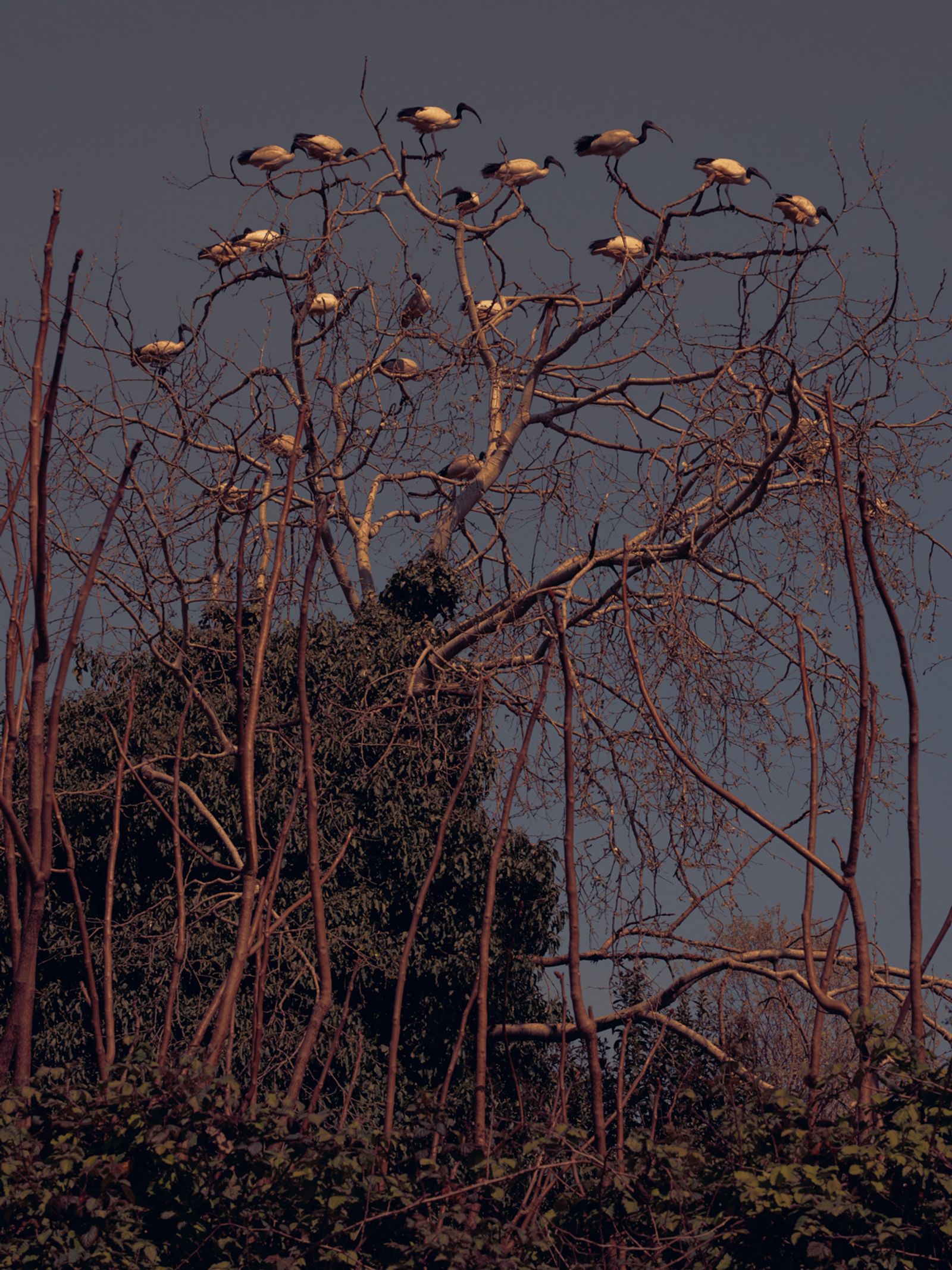 © Clelia Cadamuro - Image from the Acts of synantropism photography project