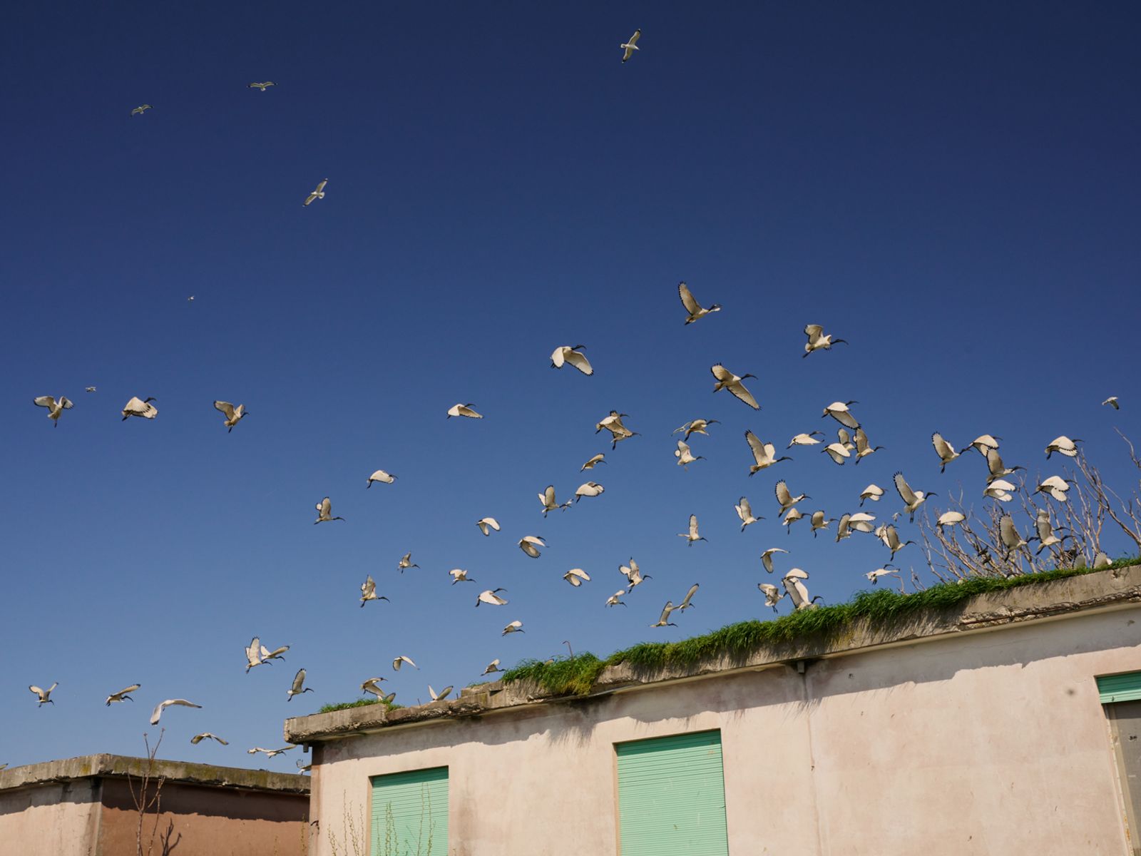 © Clelia Cadamuro - Image from the Acts of synantropism photography project