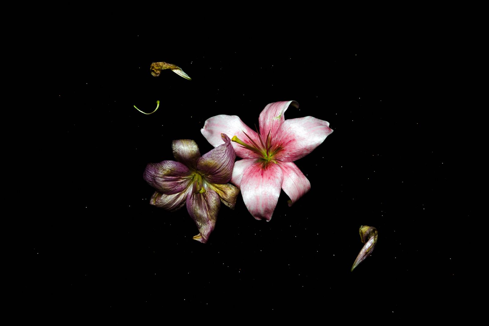 © Starry Kong - Image from the You can't walk this earth forever. Someday you will have to fly. photography project