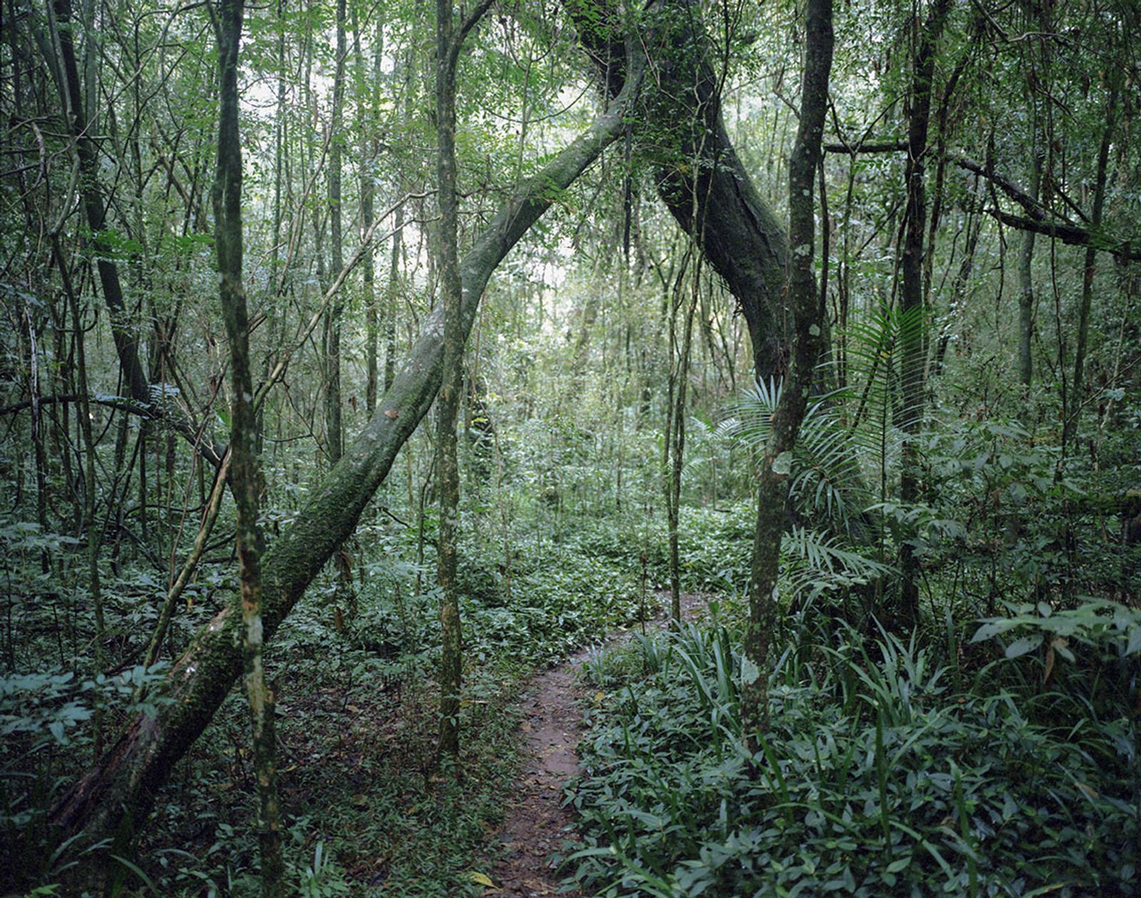 © Katarzyna and Marianne Wasowska - A way going into the Parana jungle, Brazil.