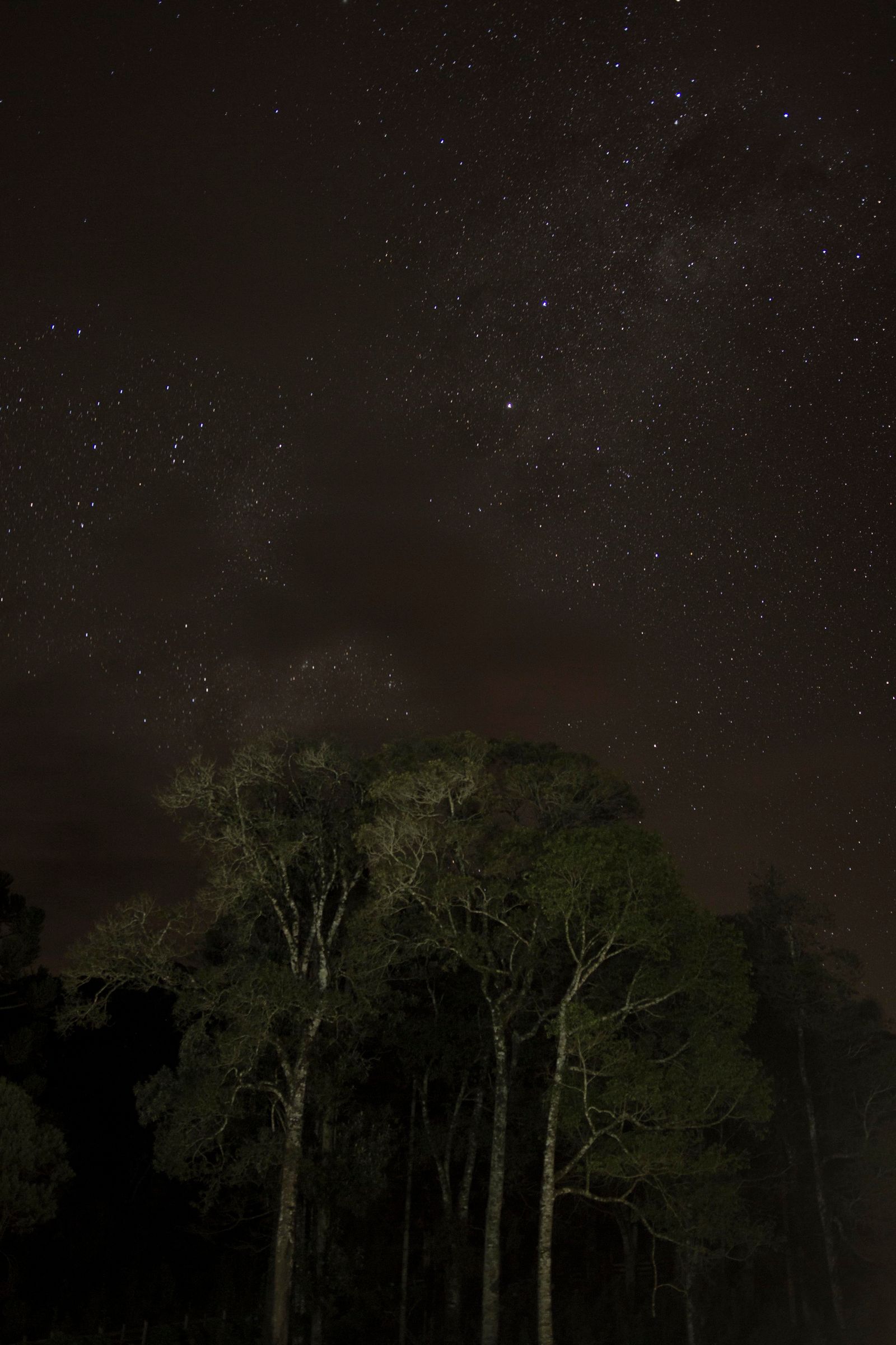 © Katarzyna and Marianne Wasowska - Night vue of Parana jungle, Brazil.