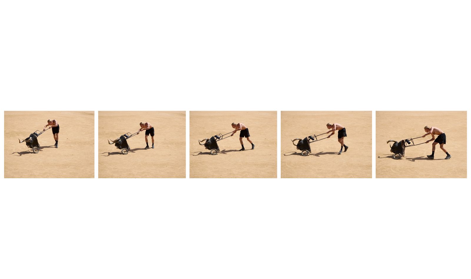 © Sophie Ebrard - To understand the bull, you must become one