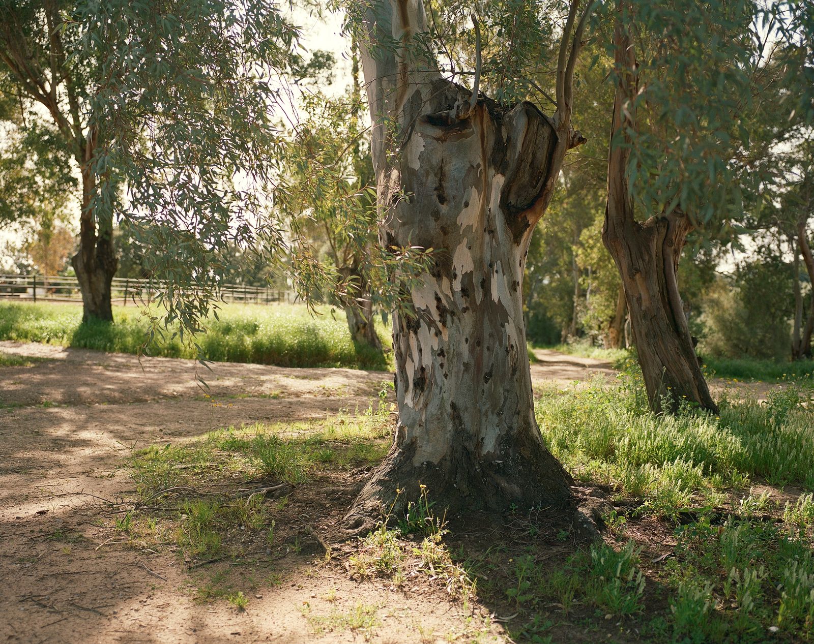 © Sophie Ebrard - At the bull’s breeding farm