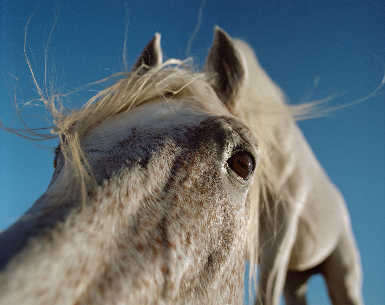 © Sophie Ebrard - Image from the They are not afraid of riding stallions photography project