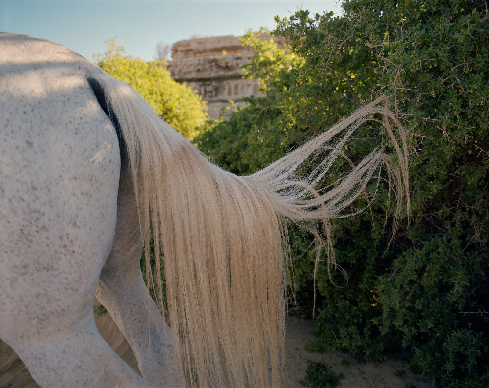 © Sophie Ebrard - Image from the They are not afraid of riding stallions photography project