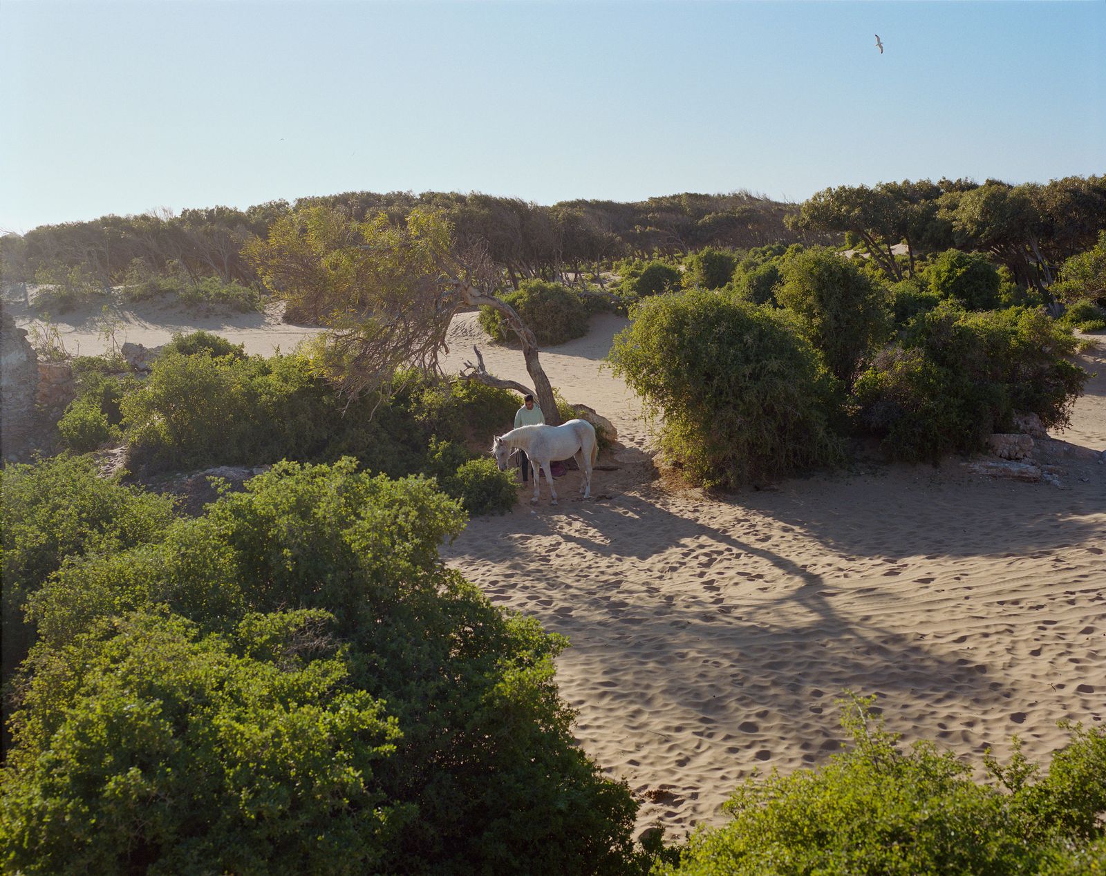 © Sophie Ebrard - Image from the They are not afraid of riding stallions photography project