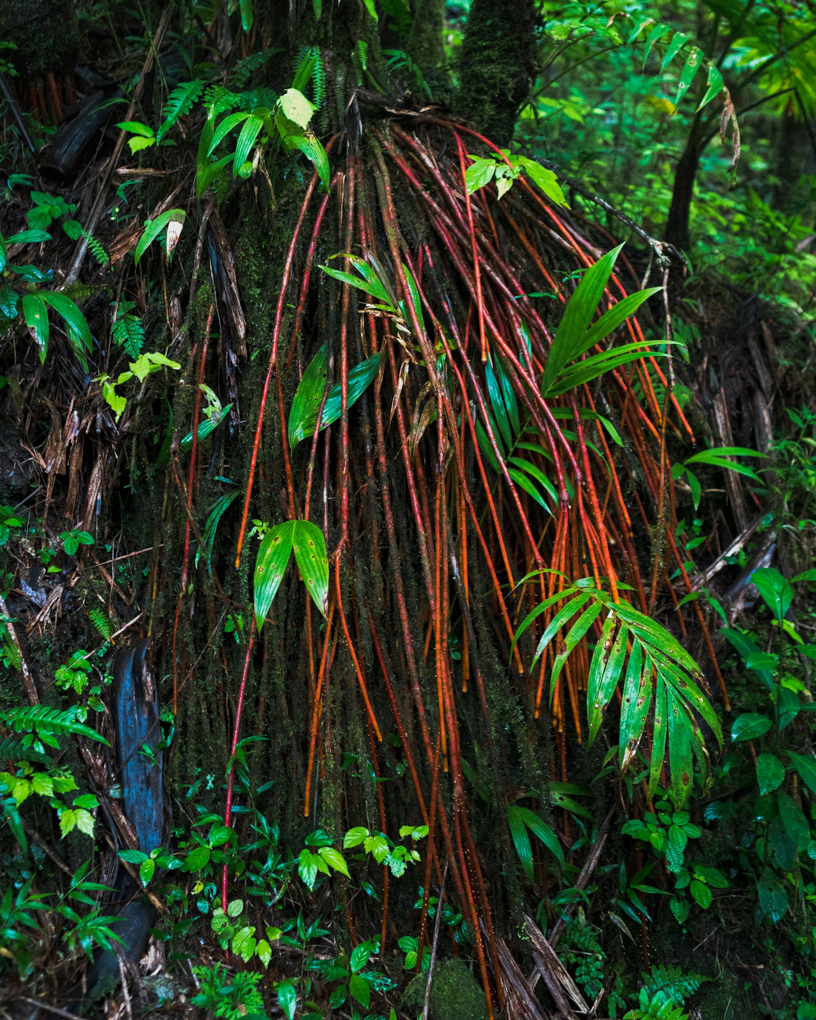 © Paul Thulin-Jimenez - Image from the Isla de las Palmas photography project